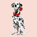 Dalmatian With Rose In Mouth